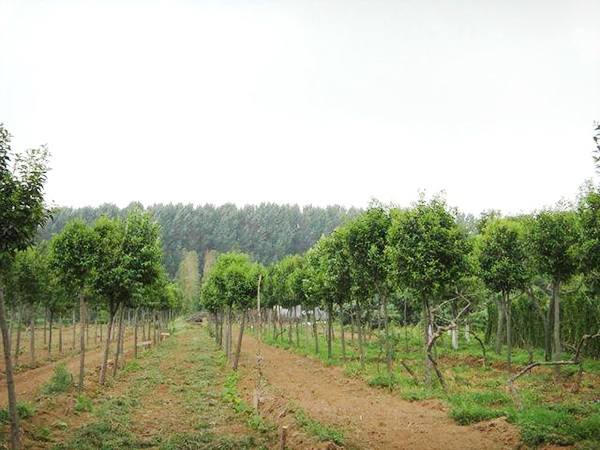 實(shí)景展示39