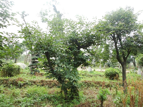 實(shí)景展示32