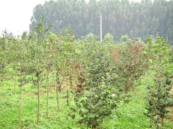 實(shí)景展示11