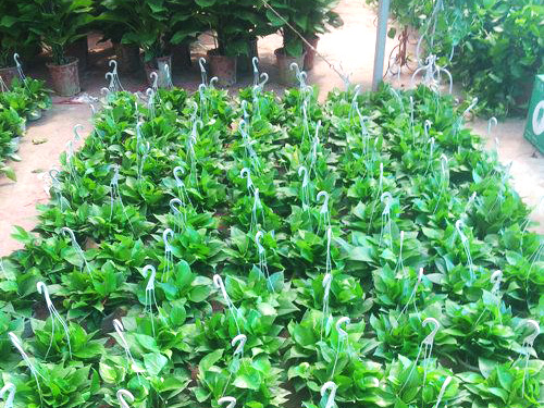 辦公室植物租賃的的優(yōu)勢(shì)和優(yōu)點(diǎn)