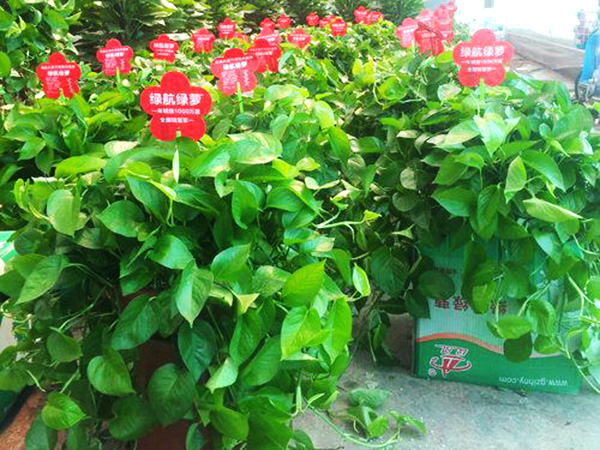 興隆花卉大世界網站小編普及：綠蘿的養(yǎng)殖方法和注意事項