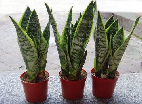 興隆花卉小編本次先給大家總結4種較為好養(yǎng)的適合在室內(nèi)種植的植物