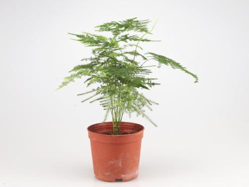 興隆花卉小編本次先給大家總結4種較為好養(yǎng)的適合在室內(nèi)種植的植物