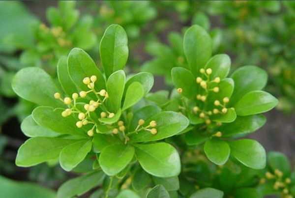 濟(jì)寧大型花卉批發(fā)市場(chǎng)，兗州興隆花卉大市場(chǎng)，霜降節(jié)氣寄語(yǔ)