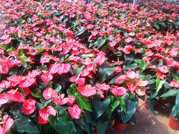 濟(jì)寧比較大的花卉批發(fā)市場在哪里？兗州興隆花卉大世界