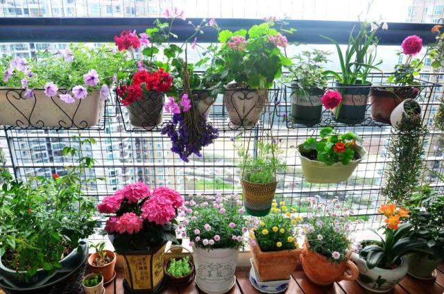 養(yǎng)花的5個(gè)好處，堪比人生財(cái)富，賺大了！